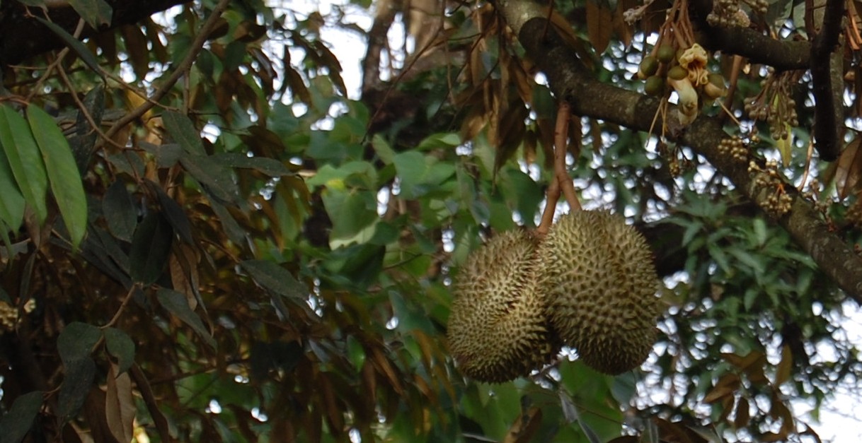 durian